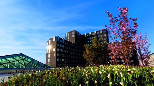 En moderne bygning i flere etasjer med rutenett av vinduer reiser seg mot en blå himmel. I forgrunnen blomstrer en livlig hage med hvite og lilla tulipaner, sammen med et blomstrende rosa tre. En glassstruktur er synlig til venstre.